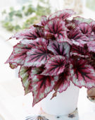Begonia Beleaf Evening Glow