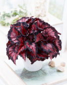 Begonia Beleaf Inca Night