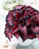 Begonia Beleaf Inca Night