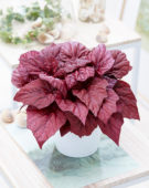 Begonia Beleaf Inca Flame