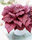 Begonia Beleaf Inca Flame