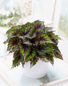 Begonia Beleaf African Jungle
