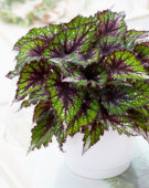 Begonia Beleaf African Jungle