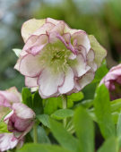 Helleborus orientalis Double Ellen Picotee
