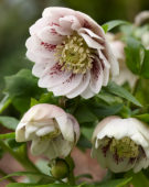 Helleborus orientalis Double Ellen® Pink Spotted