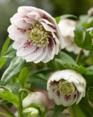 Helleborus orientalis Double Ellen® Pink Spotted