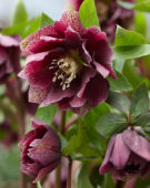 Helleborus orientalis Double Ellen® Red
