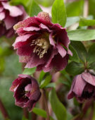Helleborus orientalis Double Ellen® Red