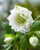 Helleborus orientalis Double Ellen® White