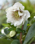Helleborus orientalis Double Ellen® White Spotted