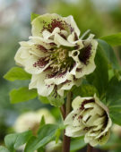 Helleborus orientalis Double Ellen® Yellow