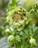 Helleborus orientalis Double Ellen® Green