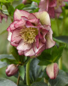 Helleborus orientalis Double Ellen Picotee