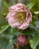 Helleborus orientalis Double Ellen® Pink