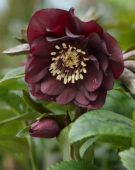 Helleborus orientalis Double Ellen® Purple