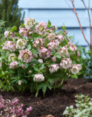 Helleborus orientalis Double Ellen® Pink