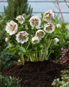 Helleborus orientalis Double Ellen® Pink Spotted