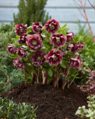 Helleborus orientalis Double Ellen® Red