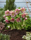 Helleborus orientalis Double Ellen Picotee