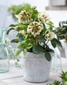 Helleborus orientalis Double Ellen® Yellow