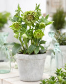 Helleborus orientalis Double Ellen® Green