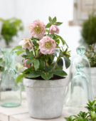 Helleborus orientalis Double Ellen® Pink