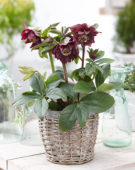 Helleborus orientalis Double Ellen® Purple