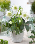 Helleborus orientalis Double Ellen® White