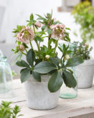 Helleborus orientalis Double Ellen® Pink Spotted