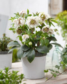 Helleborus orientalis Double Ellen® White Spotted