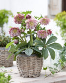 Helleborus orientalis Double Ellen Picotee