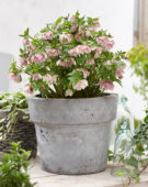 Helleborus orientalis Double Ellen® Pink