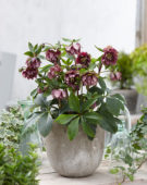 Helleborus orientalis Double Ellen® Red