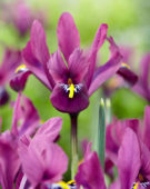 Iris reticulata purple