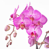 Phalaenopsis Paso Robles