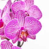 Phalaenopsis Paso Robles