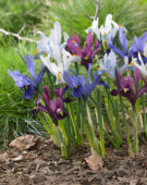 Iris reticulata Famke, purple, Ice blue, GS Baby Blue