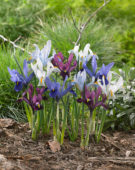 Iris reticulata Famke, purple, Ice blue, GS Baby Blue