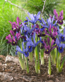 Iris reticulata combination