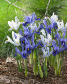 Iris reticulata combinatie