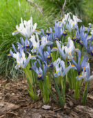 Iris reticulata Gordon, Ice Blue 313