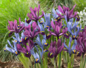 Iris reticulata Gordon, purple