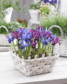 Iris reticulata combinatie
