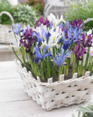 Iris reticulata Famke, Gordon, purple, GS Baby Blue