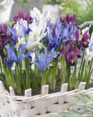 Iris reticulata Famke, Gordon, purple, GS Baby Blue
