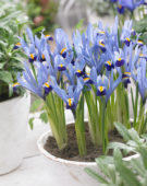 Iris reticulata Gordon