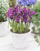 Iris reticulata purple