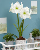 Hippeastrum Moscow ® Hippeastrum Moscow ®