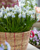 Muscari Mountain Lady ® Muscari Mountain Lady ®