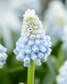 Muscari Mountain Lady ® Muscari Mountain Lady ®